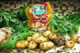 PATATE FRESCHE  E200N