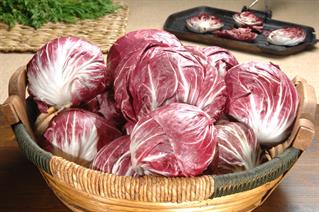 RADICCHIO TONDO    E221