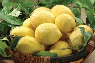 LIMONI      E511